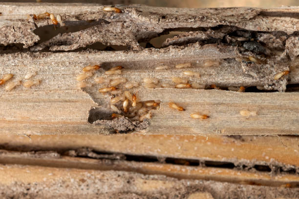 Best Ant Control Services  in Marinette, WI